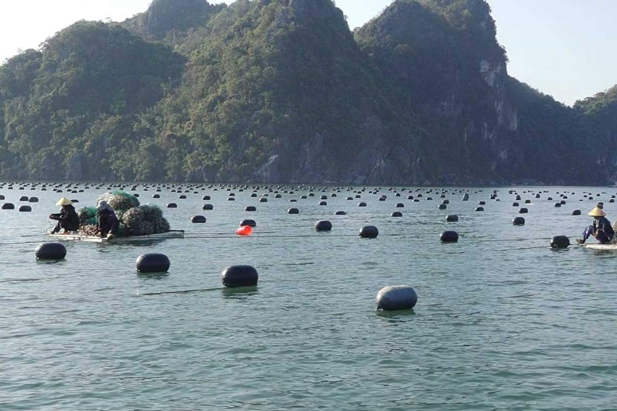 Fishermen in Van Don, Quang Ninh release new oyster crop. Photo: Van Don Portal