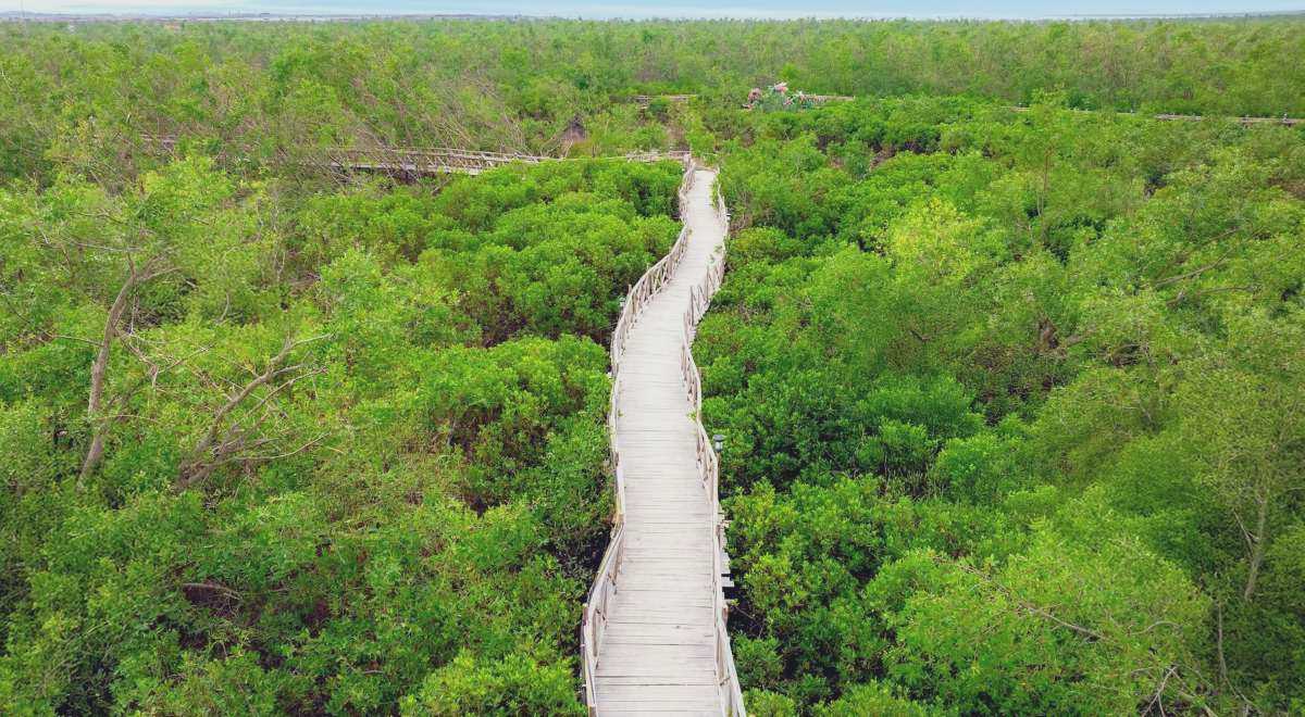 Khu vuc hai buc tuong duoc xay dung du kien la cong vao khu du lich sinh thai rung ngap man, hang muc se duoc dua vao khai thac, phuc vu du khach trong thoi gian toi. Anh: Dragon Ocean Do Son