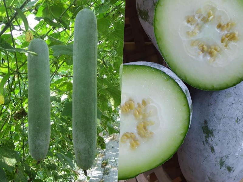 Green squash is a dish for people who want to control uric acid. Graphics: Huong Giang