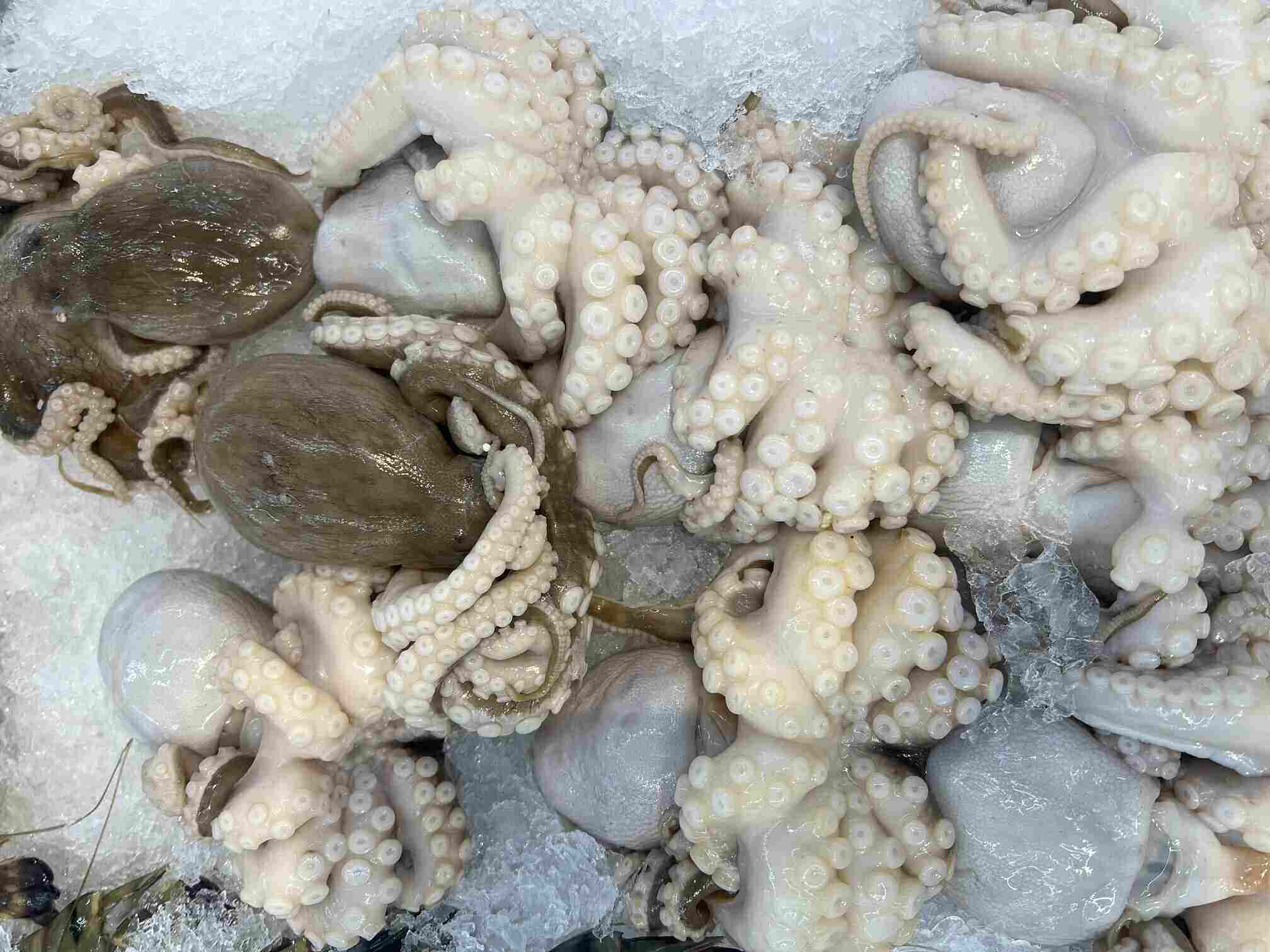 Octopus needs to be processed properly to minimize the increase in uric acid. Photo: Kieu Vu