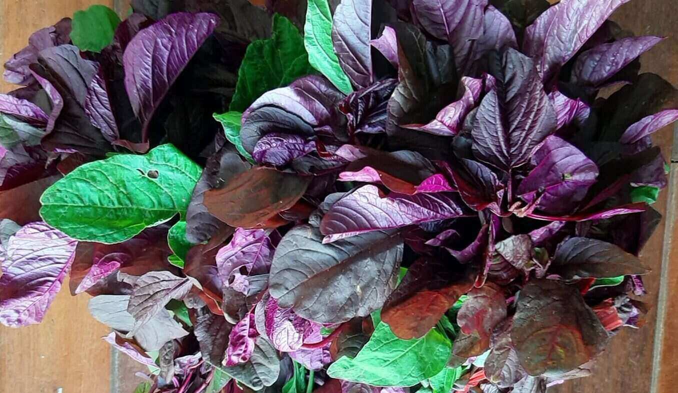 This is a vegetable rich in calcium, which helps lower blood pressure. Photo: Kieu Vu