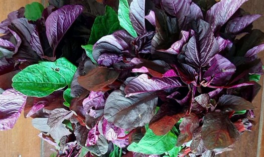 Đây là loại rau giàu canxi, có tác dụng hỗ trợ hạ huyết áp. Ảnh: Kiều Vũ