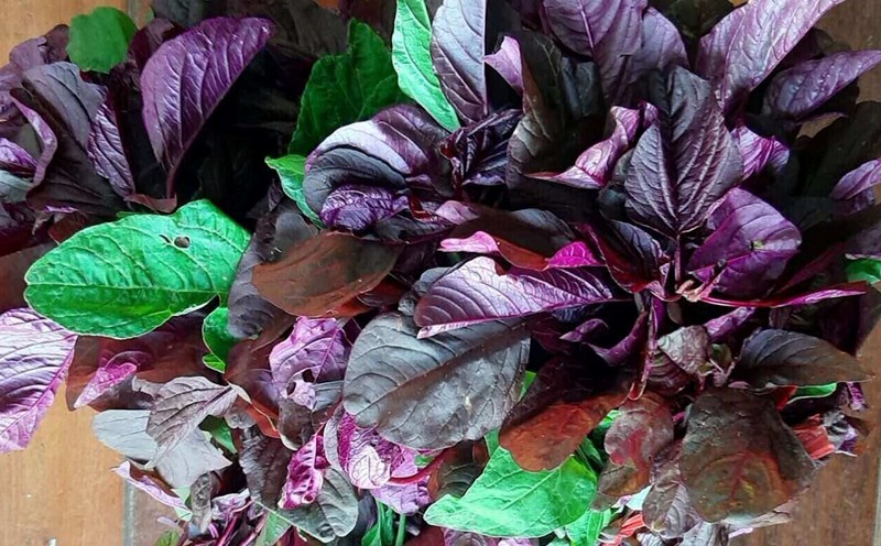 This is a vegetable rich in calcium, which helps lower blood pressure. Photo: Kieu Vu