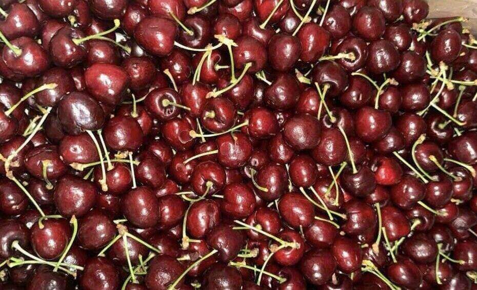 Cherries are said to help reduce belly fat and lose weight. Photo: Kieu Vu