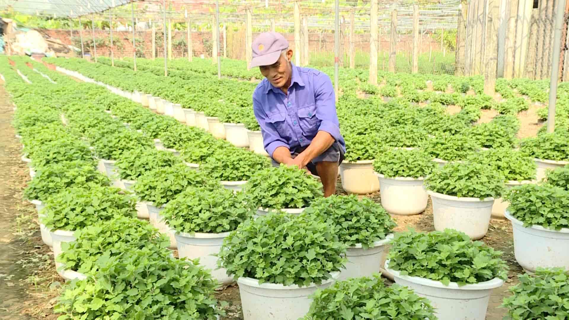 Flower growers in Ninh Phuc flower village are busy taking care of flowers to meet the Tet flower market. Photo: Nguyen Truong