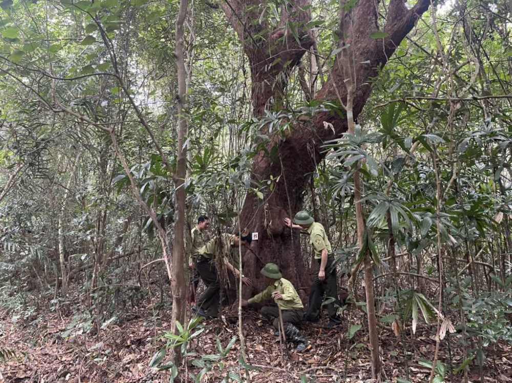 One of three red-barked myrtle trees over 300 years old recognized as a Vietnamese heritage tree. Photo: Bai Tu Long National Park Management Board