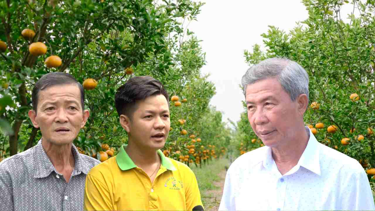 About 4,000 tons of Lai Vung pink tangerines for Tet 2025. Photo: Hoang Loc