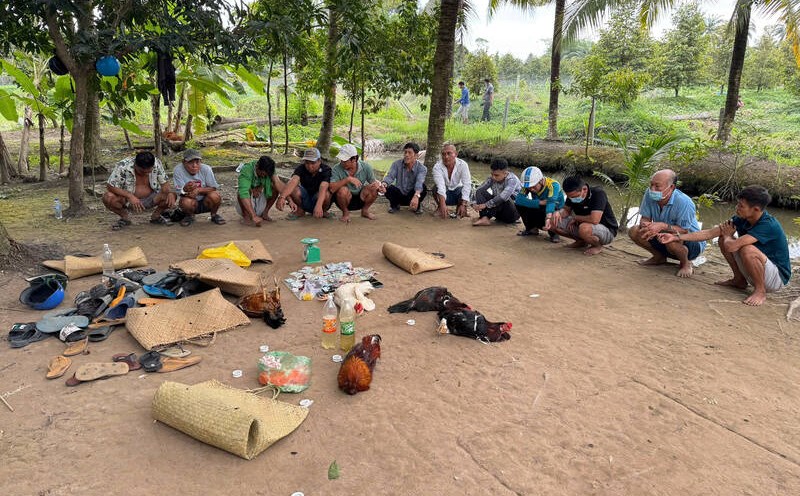 Caught 12 people red-handed gambling on cockfighting in an empty lot. Photo: Provided by the police
