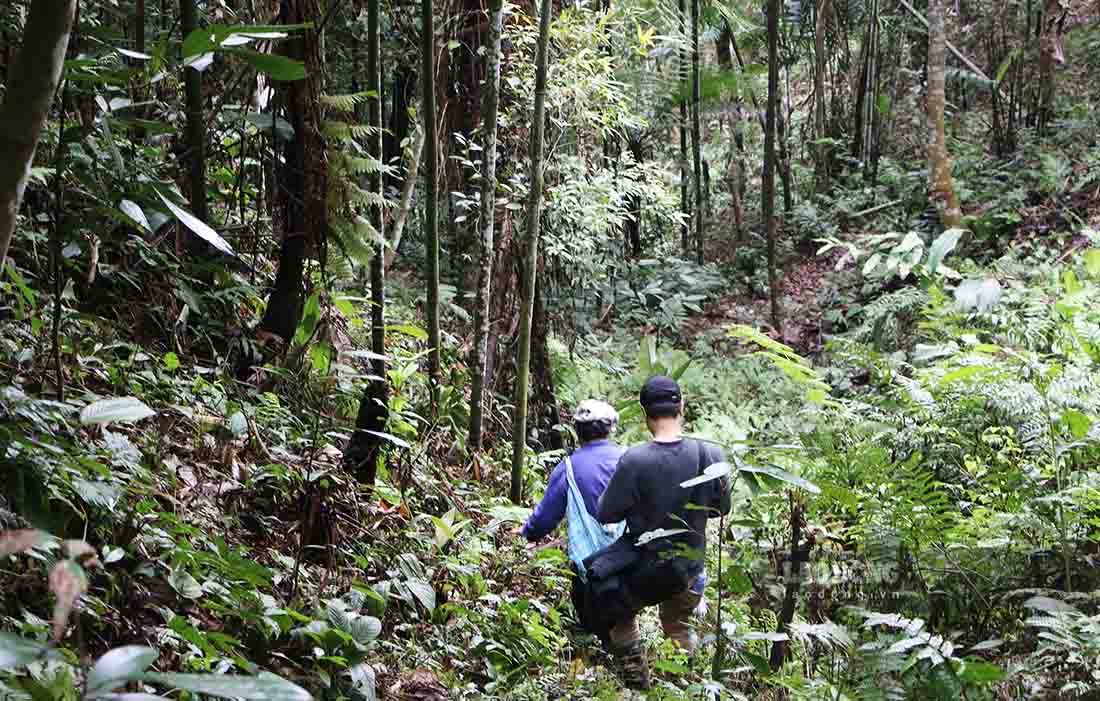 Illegal destruction of protective forests and planting of industrial trees in Tuyen Quang. Photo: Anh Dong.