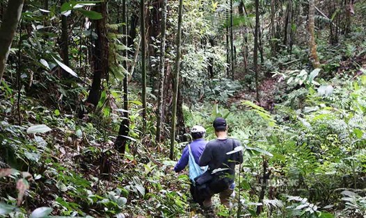 Phá rừng phòng hộ, trồng cây công nghiệp trái phép tại Tuyên Quang. Ảnh: Anh Đông.
