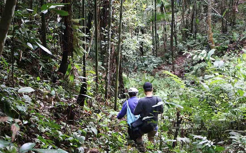 Illegal destruction of protective forests and planting of industrial trees in Tuyen Quang. Photo: Anh Dong.