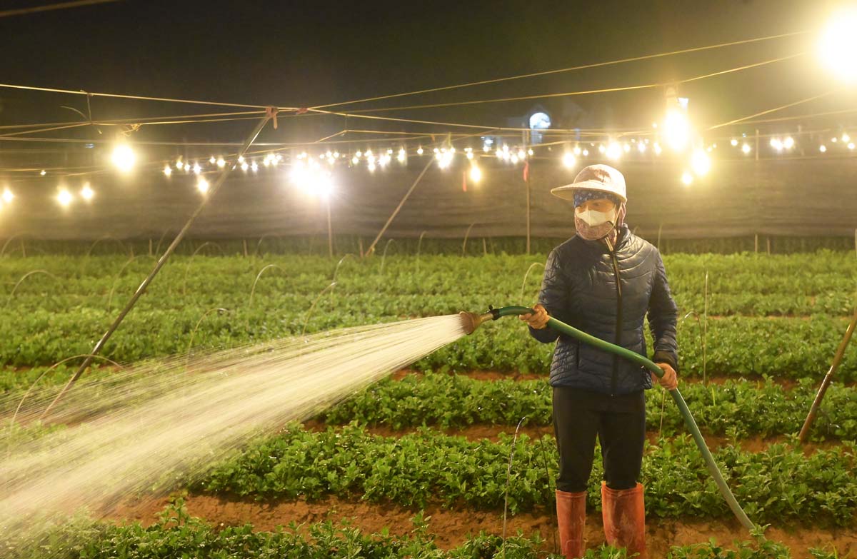 Lighting lamps to "wake up" flowers to develop in My Tan flower village (Nam Dinh city). Photo: Luong Ha