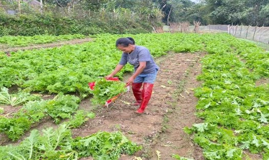 Người dân quay lại canh tác trên những đồng ruộng từng bị bùn thải vùi lấp. Ảnh: Việt Bắc