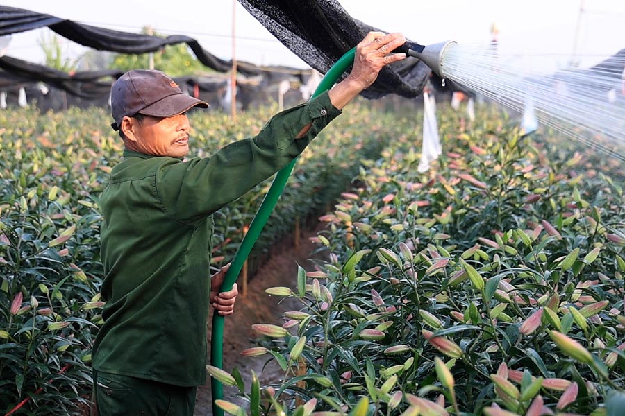 Hanoi farmers work overtime to meet demand for Tet