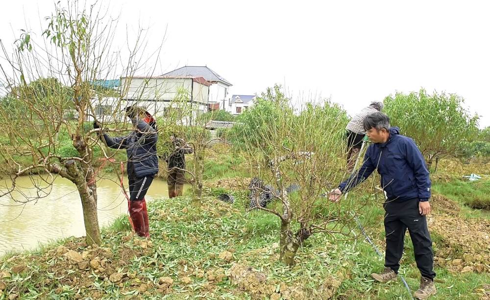 Nguoi dan lang dao phai hoa kep Quang Chinh khan truong tuot la cho cay dao. Anh: Quach Du