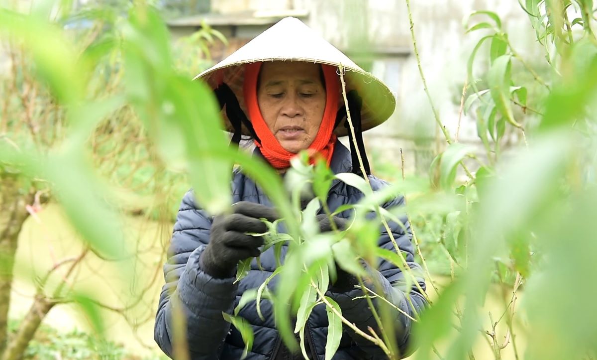 De cay dao ra hoa dung dip Tet, nguoi trong dao phai chon dung thoi diem de tuot la. Anh: Quach Du