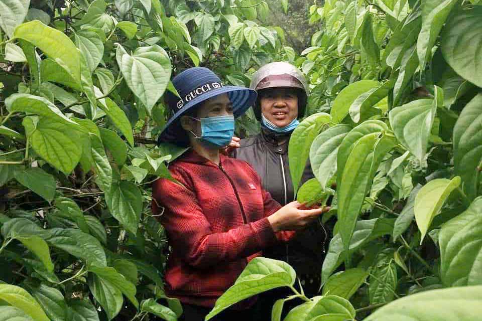 Lush betel gardens in Dinh Ban commune are ready to sell for Tet. Photo: Tran Tuan.