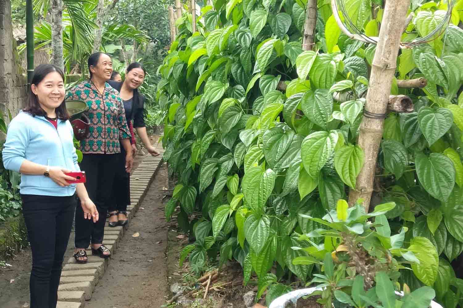 Nghe trong trau khong o xa Dinh Ban da duoc thanh lap To hop tac trau tien vua. Anh: Tran Tuan.