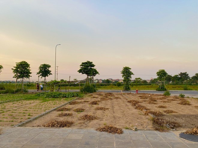 The heat of the land market is increasing and spreading. Illustration photo: Tuyet Lan