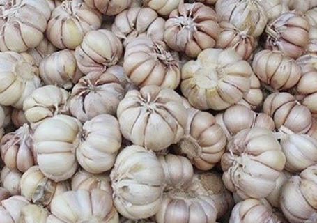 This familiar spice root has the effect of supporting blood fat reduction but depends on diet. Photo: Kieu Vu