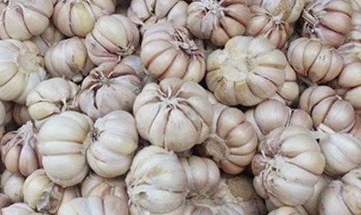 Loại củ gia vị quen thuộc có tác dụng hỗ trợ giảm mỡ máu nhưng phụ thuộc vào chế độ ăn. Ảnh: Kiều Vũ