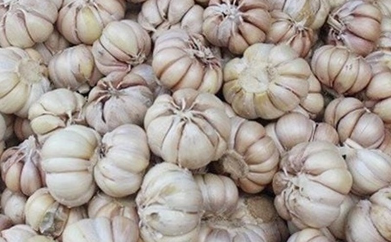 This familiar spice root has the effect of supporting blood fat reduction but depends on diet. Photo: Kieu Vu