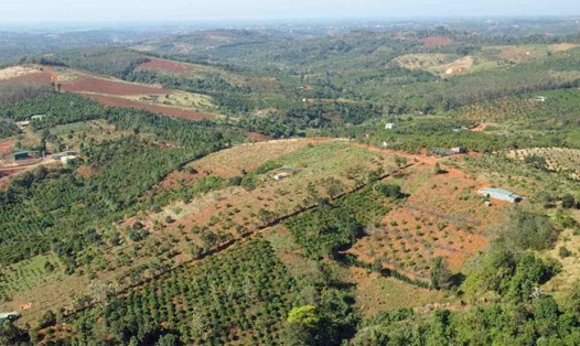 Việc cấp sổ đỏ với diện tích 19,1ha đất ở thành phố Gia Nghĩa được xác định chưa đủ điều kiện và có rất nhiều sai sót. Ảnh: Thanh Hà