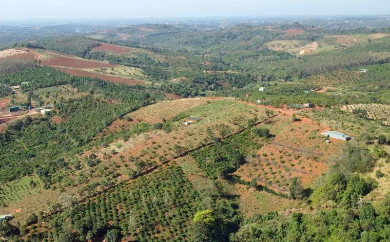 The issuance of red books for 19.1 hectares of land in Gia Nghia city was determined to be unqualified and had many errors. Photo: Thanh Ha