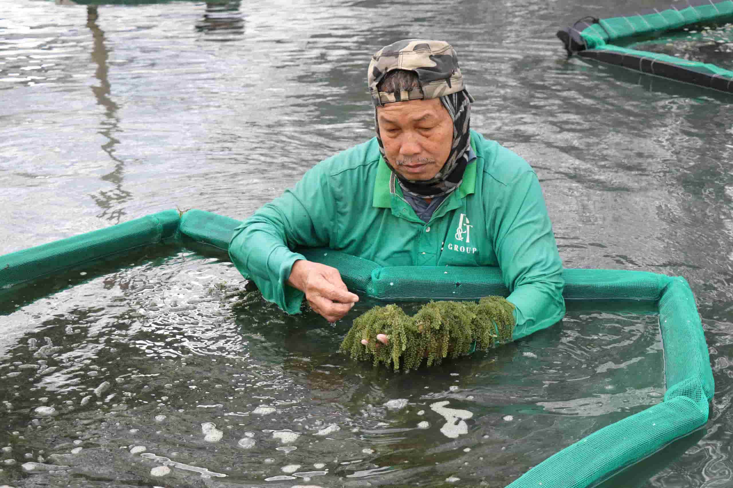 Sea grape picking helps farmers in Khanh Hoa have a stable income and escape poverty. Photo: Huu Long
