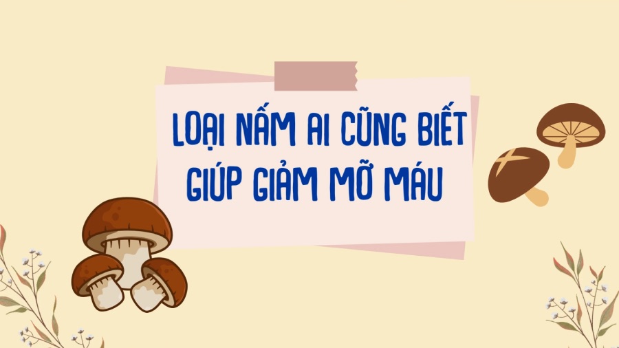 Everyone knows that this type of mushroom helps reduce blood fat. Graphics: Phuong Anh