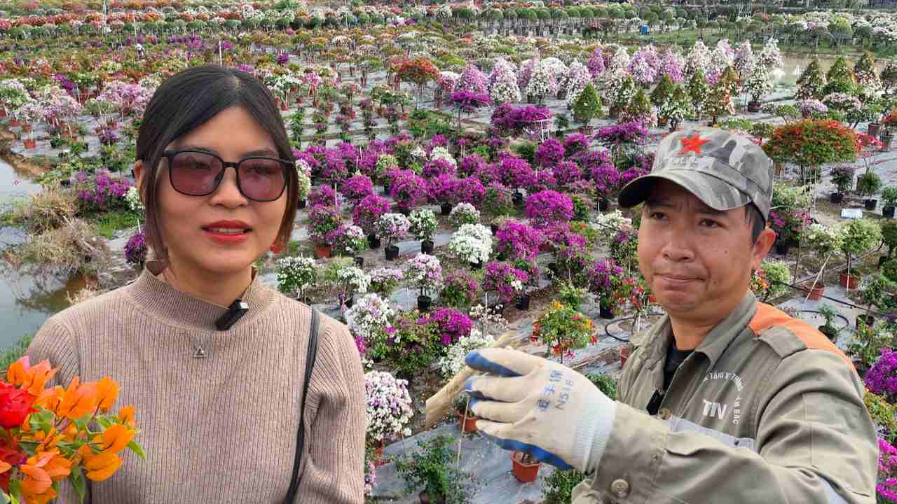 The capital of bougainvillea is bustling during Tet. Photo: Hoang Loc