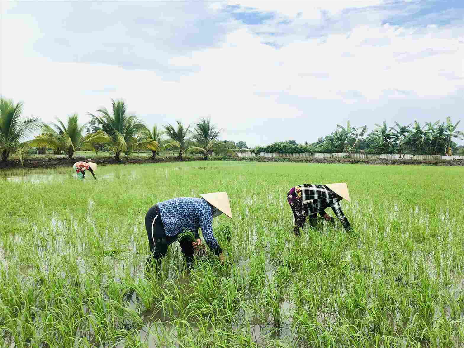 Ngành nông nghiệp khuyến cáo nông dân cần thường xuyên theo dõi tình hình thời tiết. Ảnh: Bích Ngọc.