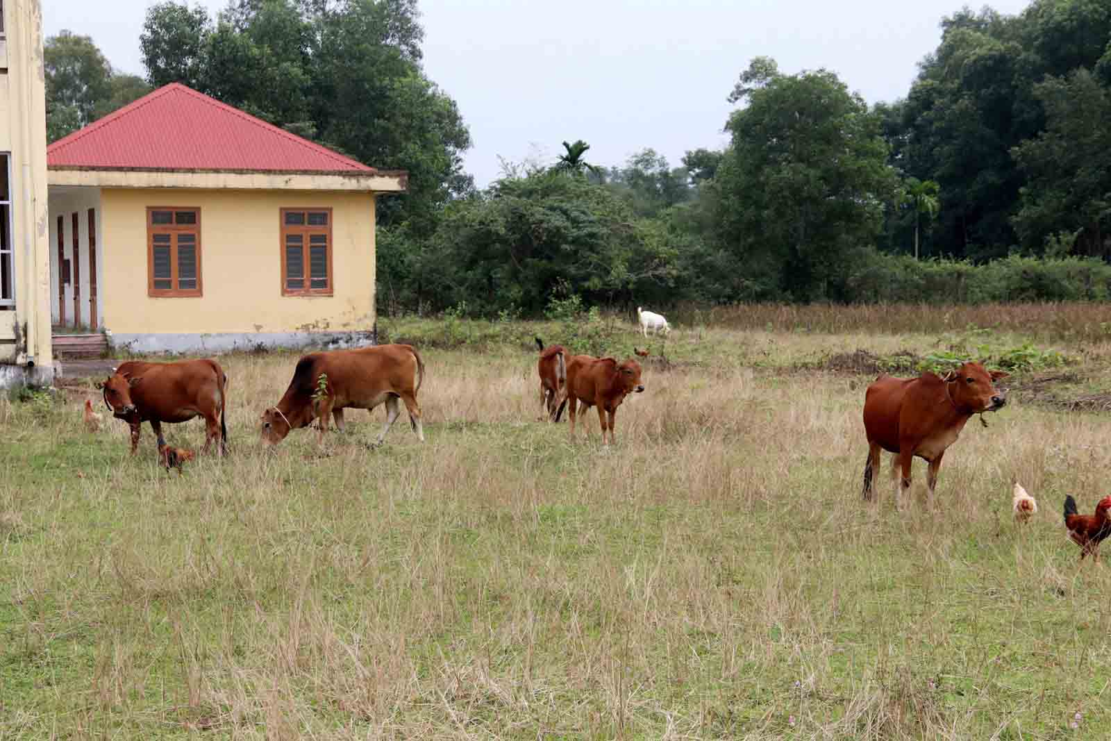 Trung tâm bỏ hoang trở thành nơi chăn thả bò. Ảnh: Trần Tuấn.