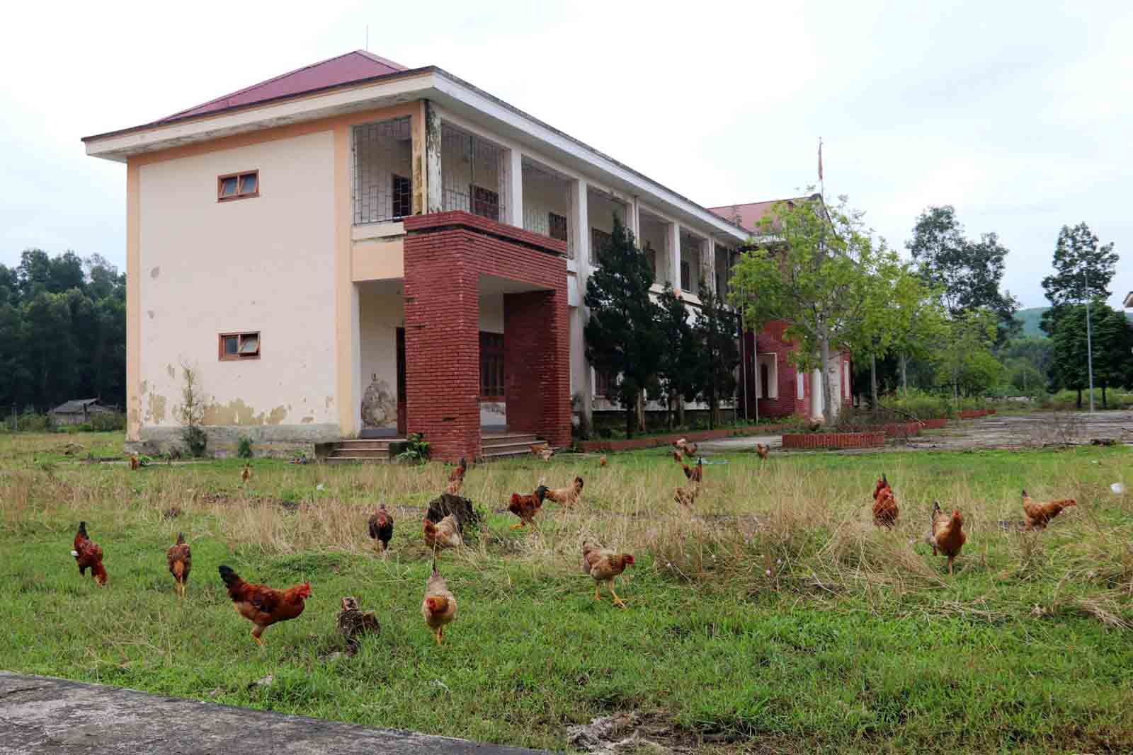 Cỏ dại lấn át. Ảnh: Trần Tuấn.