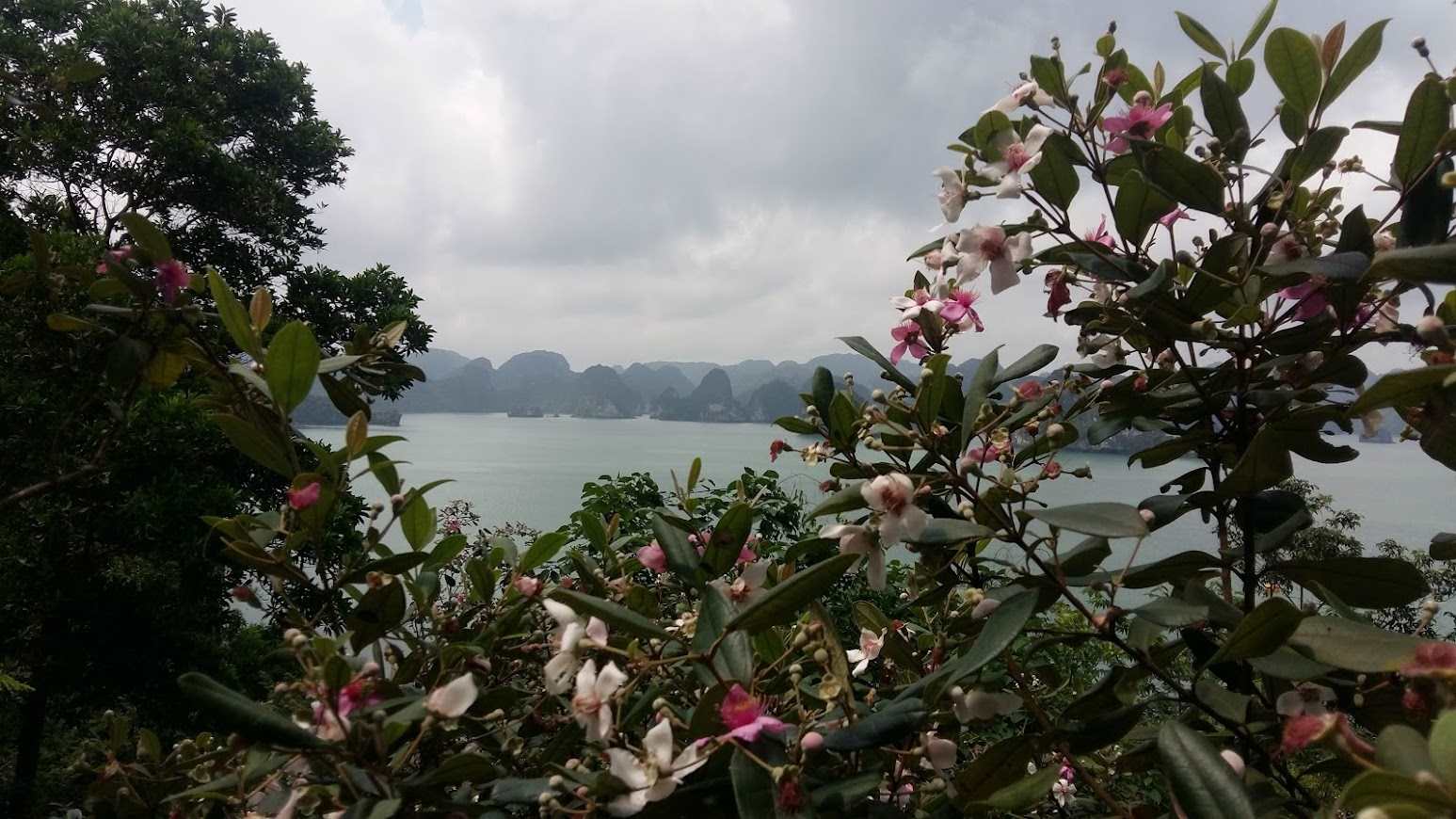 Soi Sim Island is located in the core area of ​​Ha Long Bay. Photo: Nguyen Hung