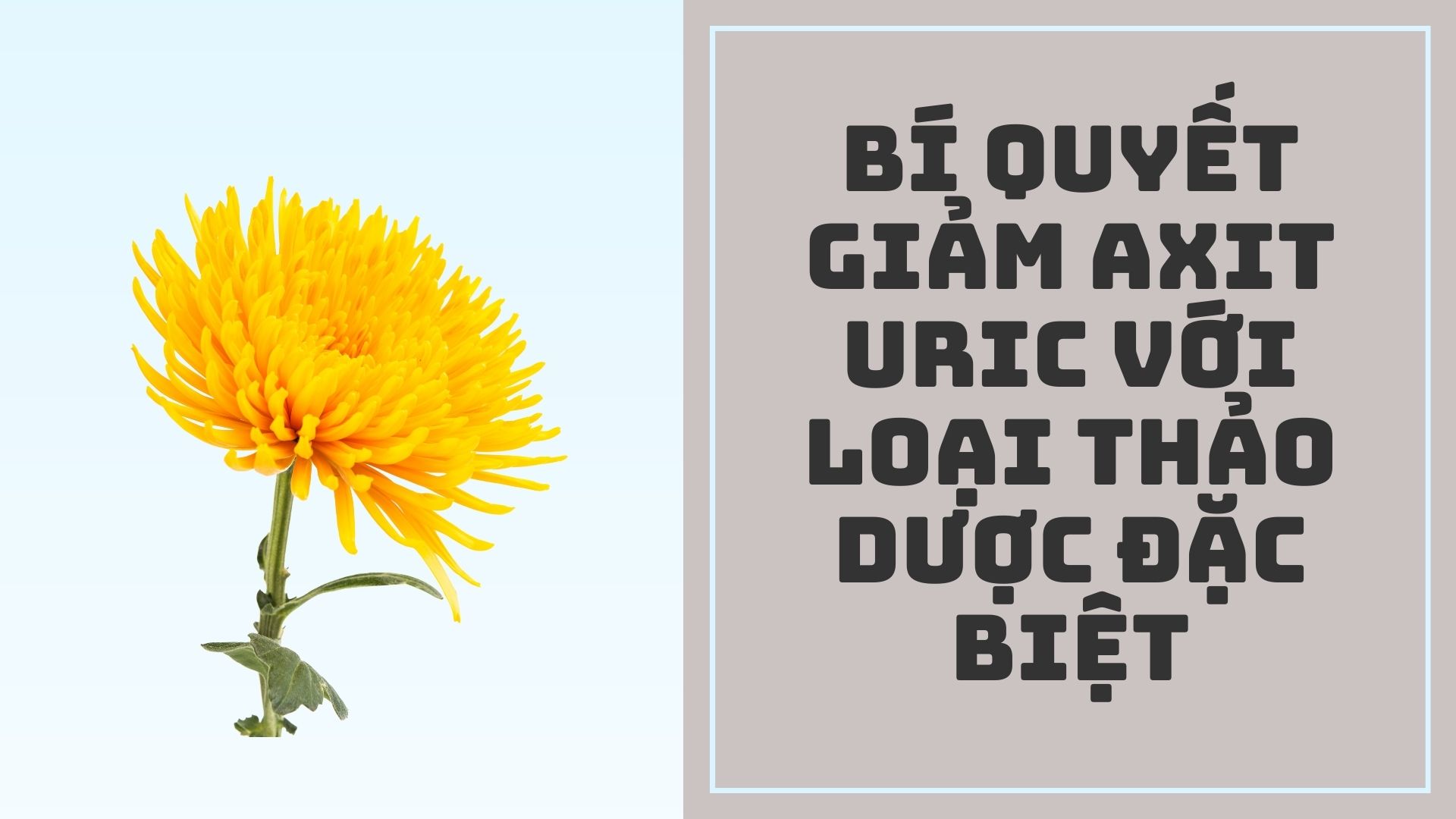 Secret to reduce uric acid with special herbs