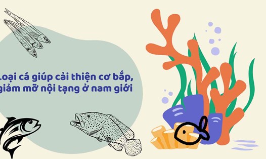 Một số loại cá giúp cải thiện cơ bắp, giảm mỡ nội tạng ở nam giới. Đồ họa: Hạ Mây