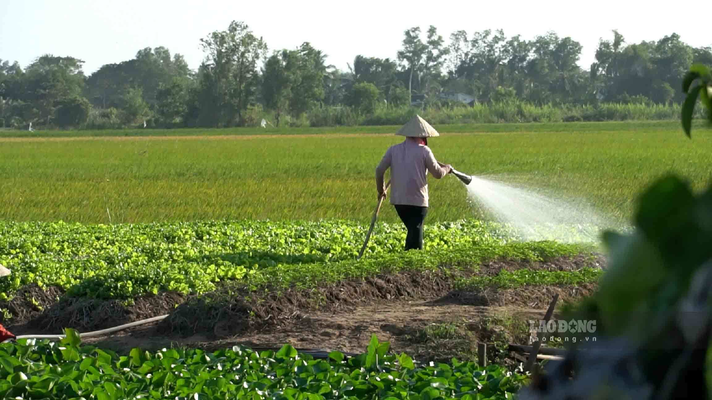 Thoi tiet xau gay kho khan cho viec san xuat rau mau. Anh: Phuong Anh.