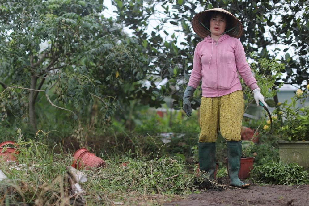 Chi Trinh Thi Kim Lan (chu vuon) cung ra ra vuon cung cac nhan cong khac trong hoa. Cong viec cua ba la cat co, cuoc dat tu sang den tan toi  