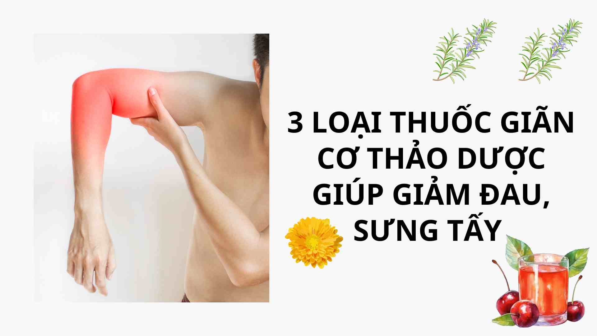 3 herbal muscle relaxants to help relieve pain and swelling. Graphics: Cao Thom