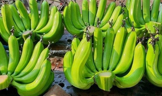 Chuối xanh có chỉ số đường huyết thấp nên người bệnh tiểu đường có thể dùng trong chế độ ăn. Ảnh: Kiều Vũ