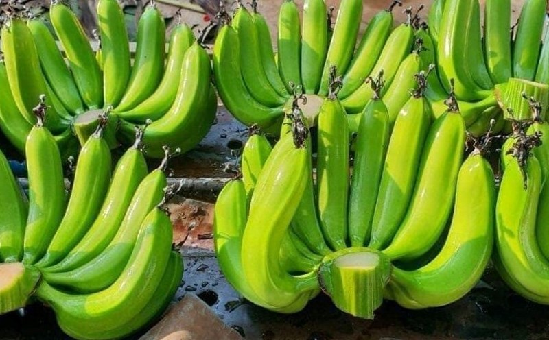 Green bananas have a low glycemic index so diabetics can use them in their diet. Photo: Kieu Vu