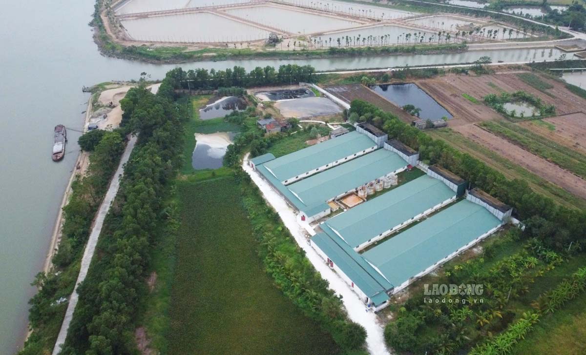 A pig farm in Lang Moi village (Dai Thang commune, Vu Ban district, Nam Dinh province) was accused by residents of causing environmental pollution. Photo: Ha Vi