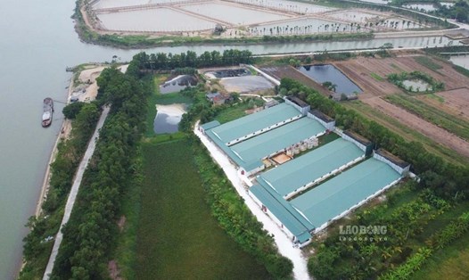 Trang trại nuôi lợn ở thôn Làng Mới (xã Đại Thắng, huyện Vụ Bản, tỉnh Nam Định) bị dân tố gây ô nhiễm môi trường. Ảnh: Hà Vi