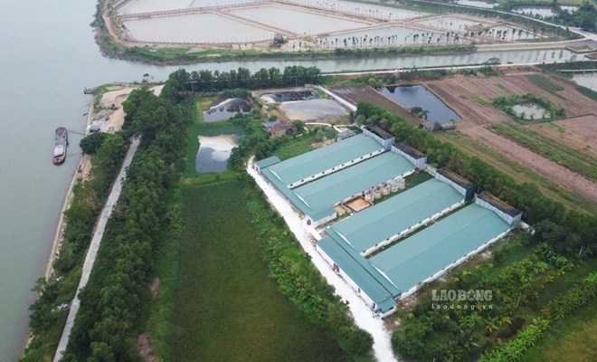 Huyện nói gì về trại lợn bốc mùi hôi thối ở Nam Định?