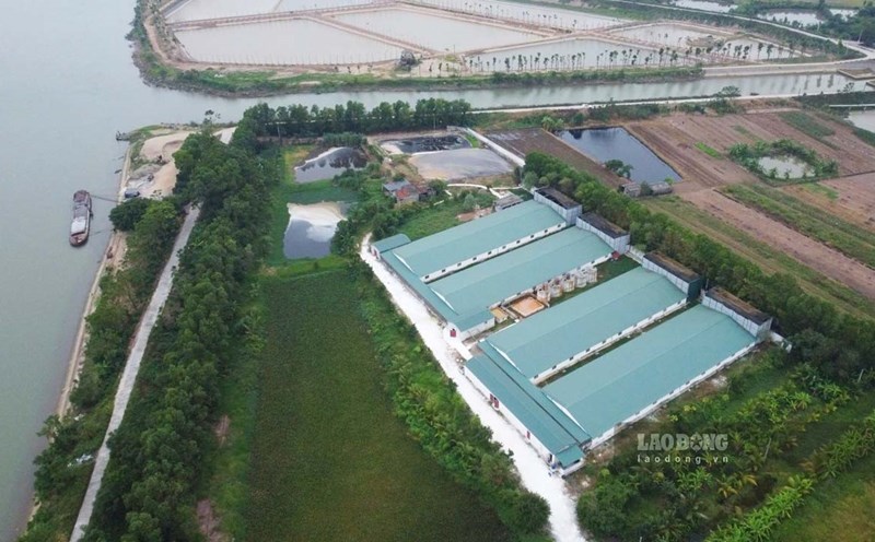 A pig farm in Lang Moi village (Dai Thang commune, Vu Ban district, Nam Dinh province) was accused by residents of causing environmental pollution. Photo: Ha Vi