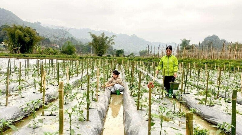 Nhung mo hinh kinh te giup giam ngheo ben vung o xu Tuyen. Anh: Huy Hoang