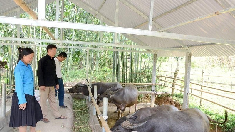 People in Tien Toc village, Binh An commune (Lam Binh) are supported with preferential loans to develop the profession of raising buffaloes and cows in barns, bringing high economic efficiency. Photo: Huy Hoang