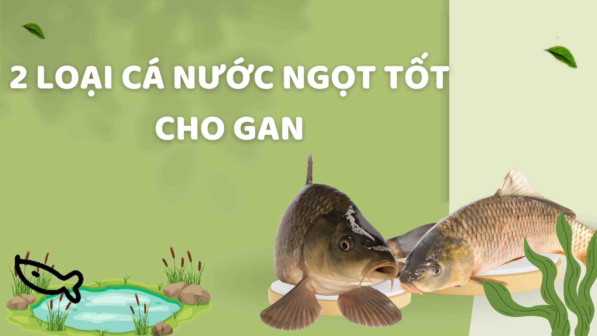 Freshwater fish is good for the liver. Graphics: Ha May