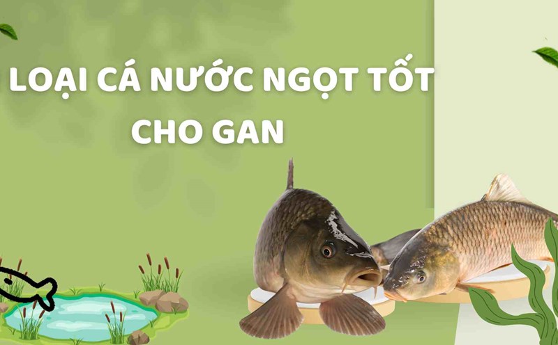 Freshwater fish is good for the liver. Graphics: Ha May